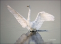 Great-Egret;Egret;Florida;Ardea-alba;Flying-bird;action;aloft;behavior;flight;fl